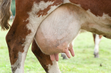 Obraz premium Euter 3