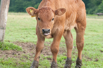 Fototapeta premium Kalb