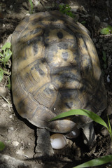 tartaruga depone uova