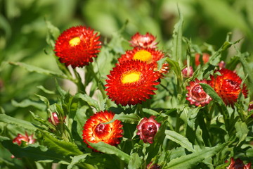 Strohblumensorte `Roter Zwerg`