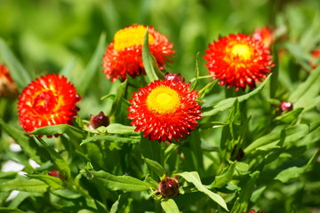 Strohblumensorte `Roter Zwerg`