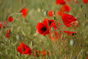 Fototapeta premium Mohn