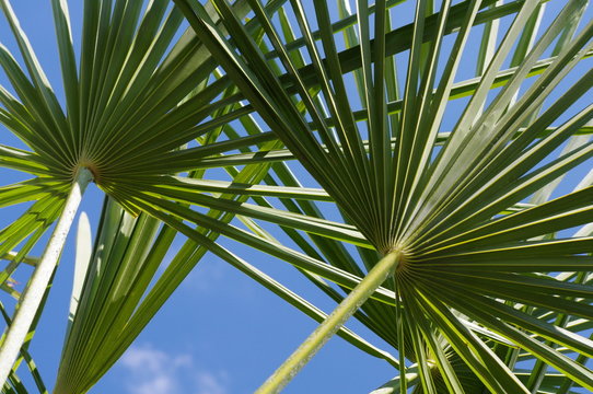 Palme