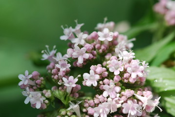 Echter Baldrian (Valeriana officinalis)
