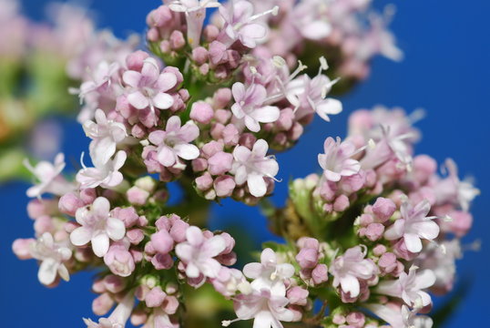 Echter Baldrian (Valeriana officinalis)