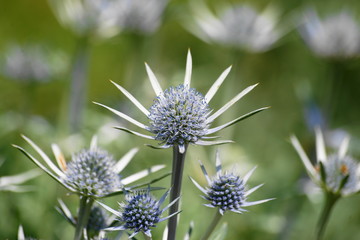 Spanischer Männertreu