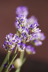 Obraz premium fleurs de lavande