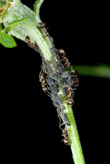 Ameisen melken Blattläuse an einer Flockenblume