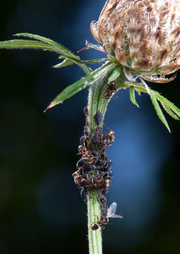 Ameisen melken Blattläuse an einer Flockenblume