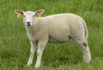 Fototapeta premium lamb