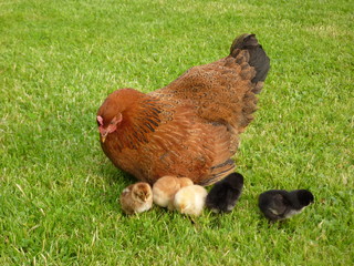 Fototapeta premium Bruthenne