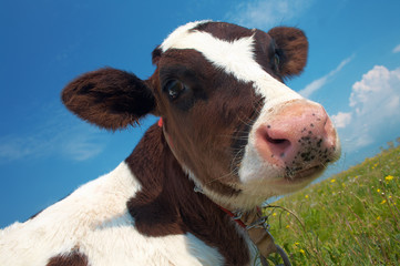 Black and white cow in a field