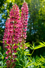 Lupinen Lupine (Lupinus polyphyllus)