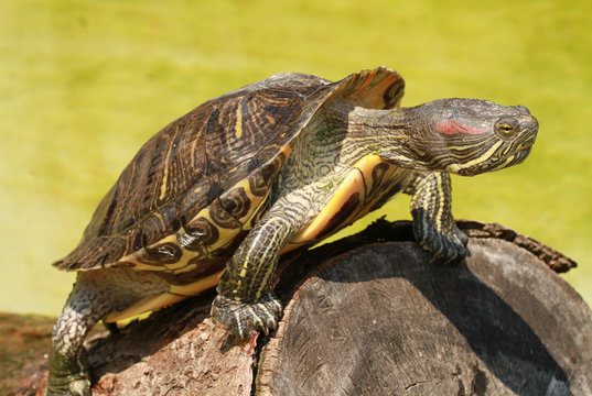 tartaruga