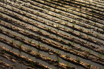 rice watered furrows with small plants