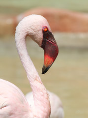 Fototapeta premium fennicottero