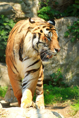 tigre