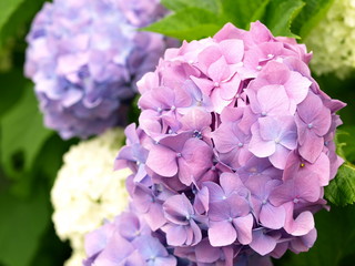 あじさいあじさい