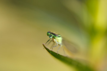 Libelle