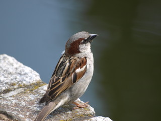 wróbel