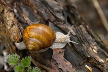 Snail