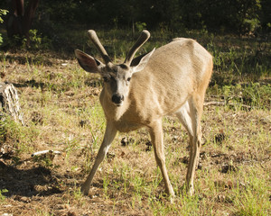 Californian Black-tailed deer