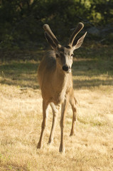 Naklejka na ściany i meble Californian Black-tailed deer