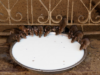 Rat Temple (Karni Mata Mandir) near Bikaner, Rajasthan, India