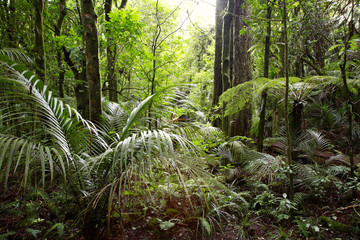 Lush green foliage in tropical jungle forest