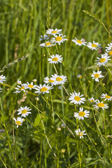 oxeye daisy flowers in grass