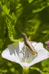 grasshopper in bindweed  flower