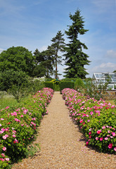 Fototapeta na wymiar Formal English Garden with Flower strewn Path