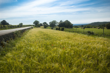 Obraz premium Wheat field