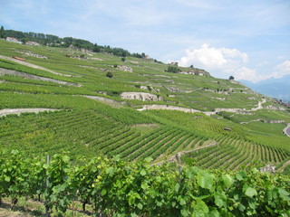 Fototapeta na wymiar Winnice Szwajcaria