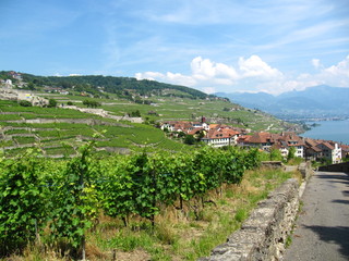 Naklejka premium Vineyards in Lavaux