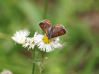ヒメジョオンとベニシジミ