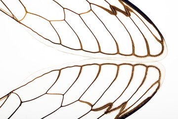 Cicada Wing