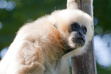 Gibbon