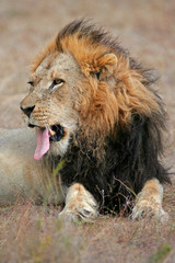 Plakat Big male African lion
