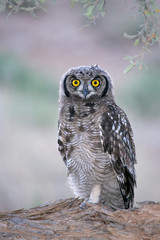 Spotted eagle-owl, South Africa