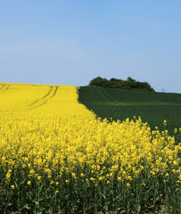 champs de bl&eacute; et colza