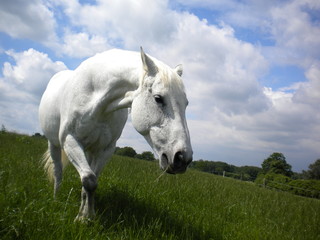 Pferd
