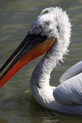 portrait du pélican frisé