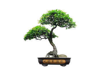 Chinese groene bonsaiboom die op witte achtergrond wordt geïsoleerd.