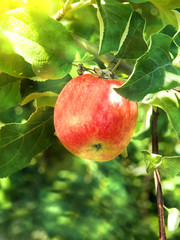 Apple  tree