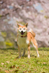 桜の花を背景にした日本犬