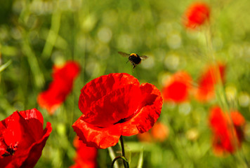 Obraz premium flower #64