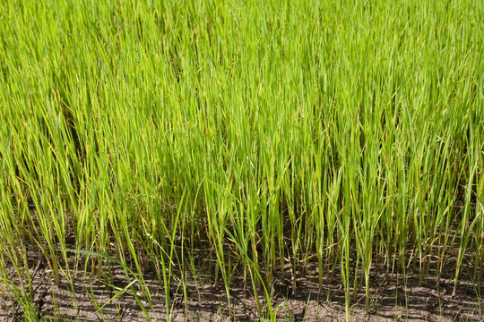 Nursery Rice in Northern Thailand © Golden House Images