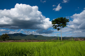 Fototapeta na wymiar nursery Rice in Northern Thailand