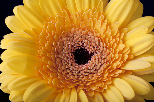 Closup of Daisy